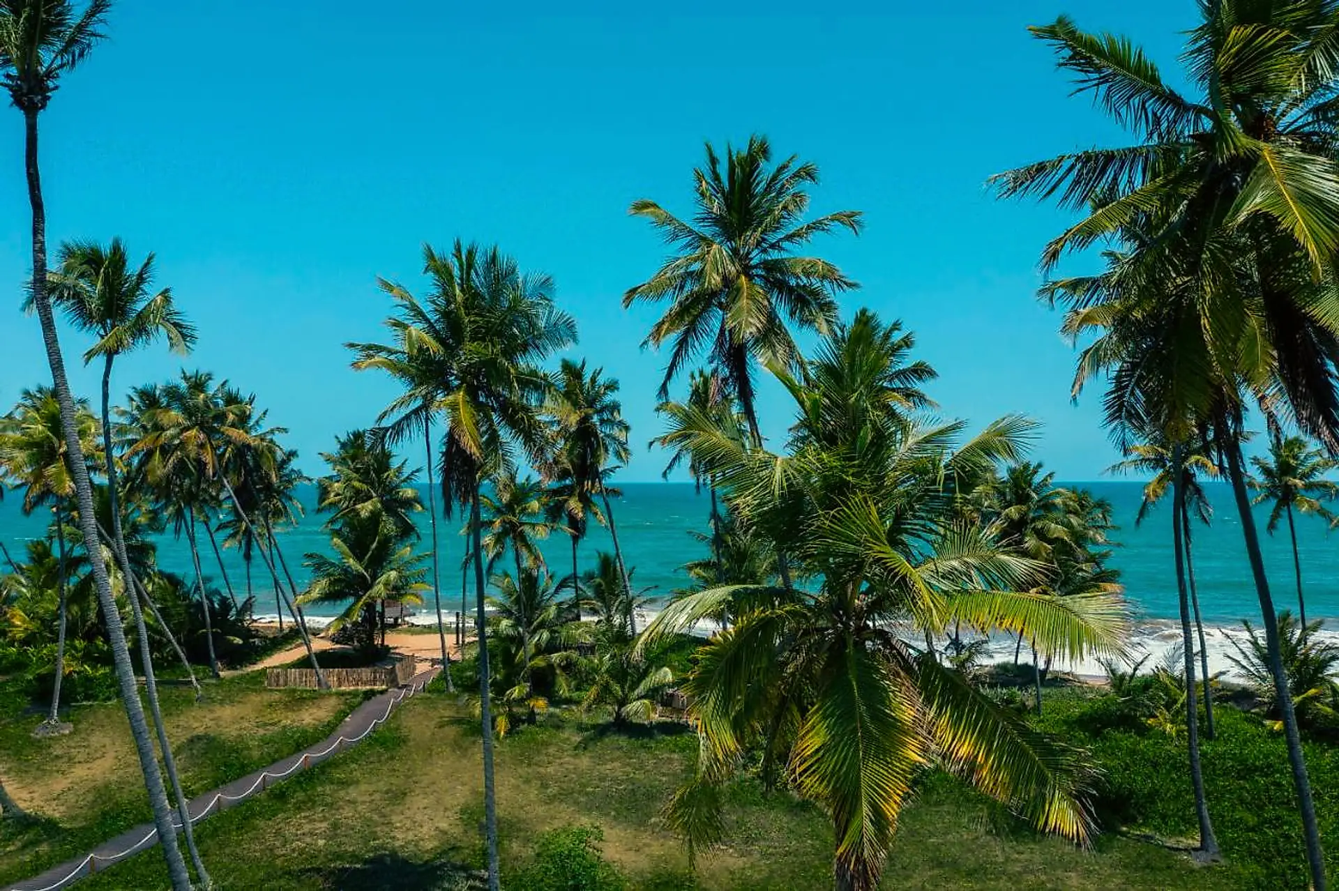Coqueiros na beira da praia com o mar ao fundo